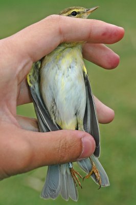 Willow Warbler (Phylloscopus trochilus)