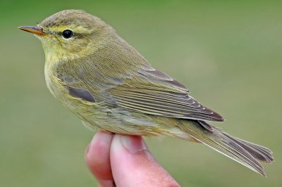 Willow Warbler (Phylloscopus trochilus)