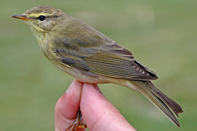 Willow Warbler (Phylloscopus trochilus)