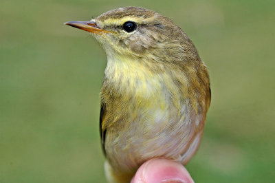 Willow Warbler (Phylloscopus trochilus)