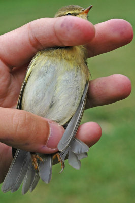 Willow Warbler (Phylloscopus trochilus)