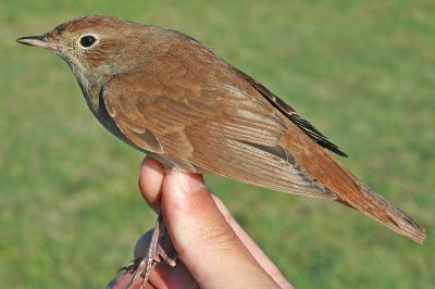 Nightingale (Luscinia megarhynchos)