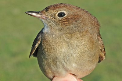 Nightingale (Luscinia megarhynchos)