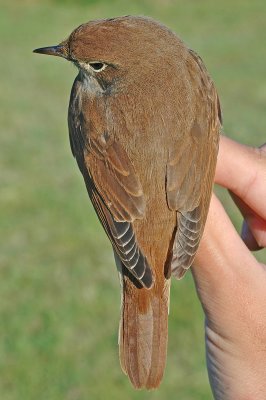 Nightingale (Luscinia megarhynchos)