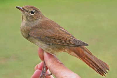 Nightingale (Luscinia megarhynchos)