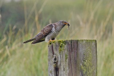 Cuckoo (Cuculus canorus)