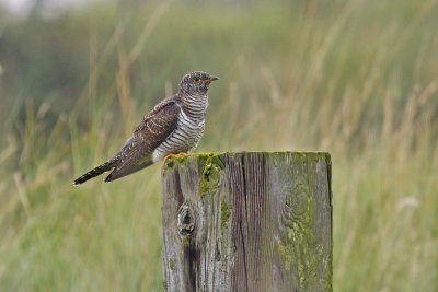 Cuckoo (Cuculus canorus)