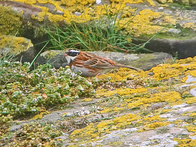 Rustic Bunting (Emberiza rustica)