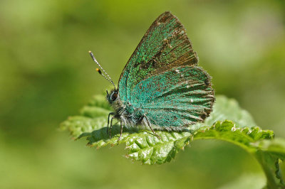 Green Hairstreak (Callophrys rubi)