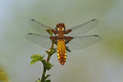 Broad-bodied Chaser (Libellula depressa)