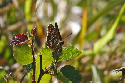 Duke of Burgundy (Hamearis lucina)