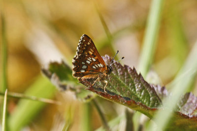 Duke of Burgundy (Hamearis lucina)