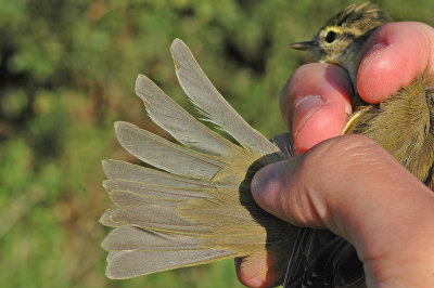 Willow Warbler (Phylloscopus trochilus)