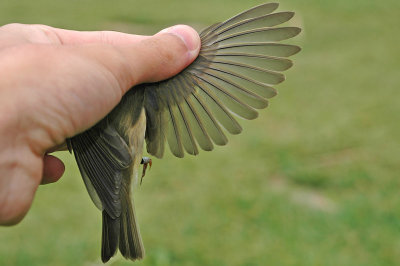 Willow Warbler (Phylloscopus trochilus)