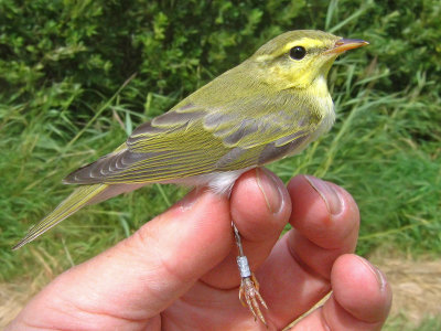 Wood Warbler (Phylloscopus sibilatrix)