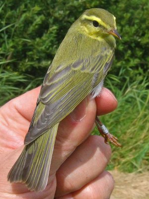 Wood Warbler (Phylloscopus sibilatrix)