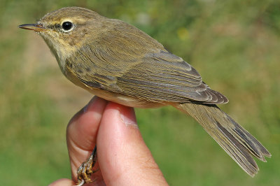 Chiffchaff (Phylloscopus collybita)