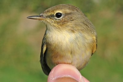 Chiffchaff (Phylloscopus collybita)