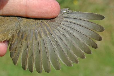 Chiffchaff (Phylloscopus collybita)