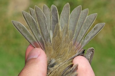 Chiffchaff (Phylloscopus collybita)