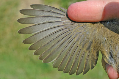 Chiffchaff (Phylloscopus collybita)