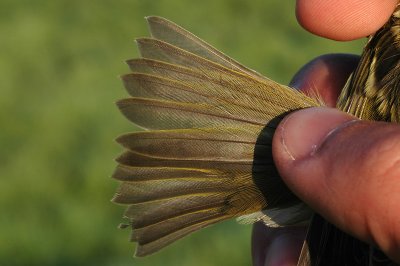 Yellow-browed Warbler (Phylloscopus inornatus)