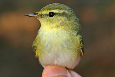 Wood Warbler DSC_0346 mod low res.jpg