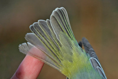 Wood Warbler DSC_0367 low res v2.jpg