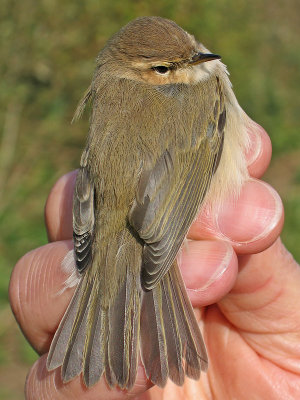 Siberian Chiffchaff (Phylloscopus collybita tristis)