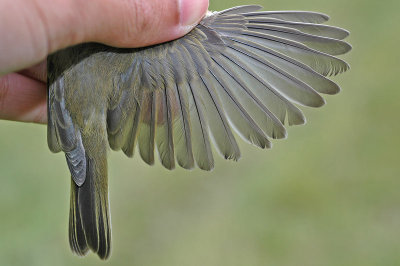 abietinus Chiffchaff (Phylloscopus collybita abietinus)