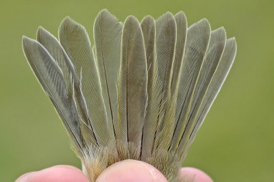 abietinus Chiffchaff (Phylloscopus collybita abietinus)