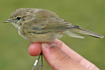 abietinus Chiffchaff (Phylloscopus collybita abietinus)