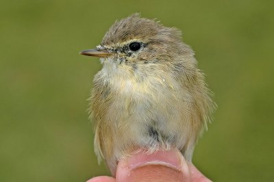 abietinus Chiffchaff (Phylloscopus collybita abietinus)