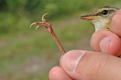 Yellow-streaked Warbler (Phylloscopus armandii)