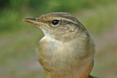 Yellow-streaked Warbler (Phylloscopus armandii)