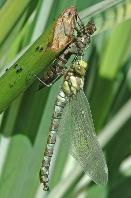 Southern Hawker (Aeshna cyanea)