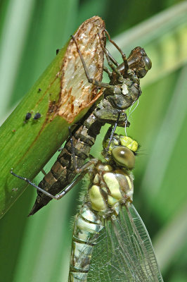 Southern Hawker (Aeshna cyanea)