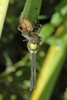 Southern Hawker (Aeshna cyanea)