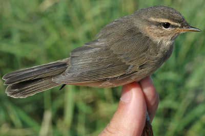 Dusky Warbler (Phylloscopus fuscatus)