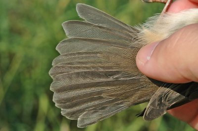 Dusky Warbler (Phylloscopus fuscatus)