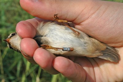 Dusky Warbler (Phylloscopus fuscatus)