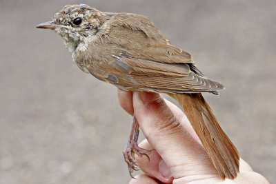 Nightingale (Luscinia megarhynchos)