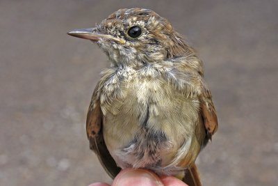 Nightingale (Luscinia megarhynchos)