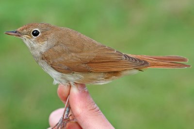 Nightingale (Luscinia megarhynchos)