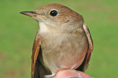 Nightingale (Luscinia megarhynchos)