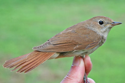 Nightingale (Luscinia megarhynchos)