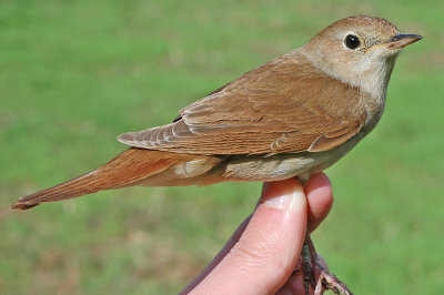 Nightingale (Luscinia megarhynchos)