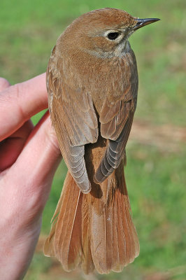 Nightingale (Luscinia megarhynchos)