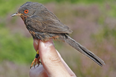 Dartford Warbler (Sylvia undata)