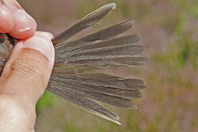 Dartford Warbler (Sylvia undata)